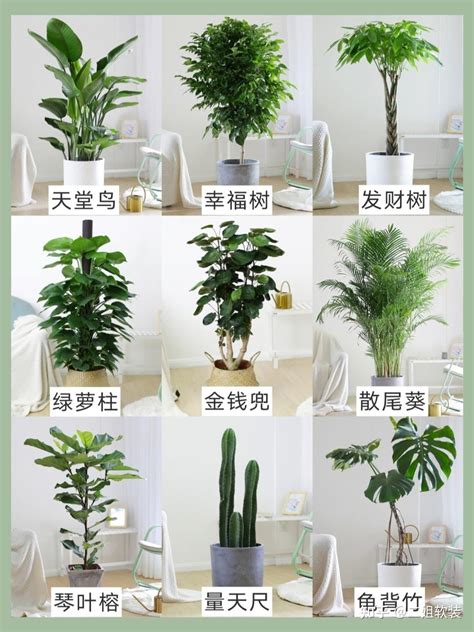 家里适合养什么植物|室内适合养的18种植物：耐阴、美观是基础，净化空气。